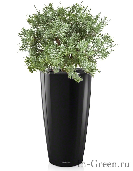 Кроссостефиум искусственный уличный Миллер Шар в черном кашпо Lechuza (7 цветов) | 100 см