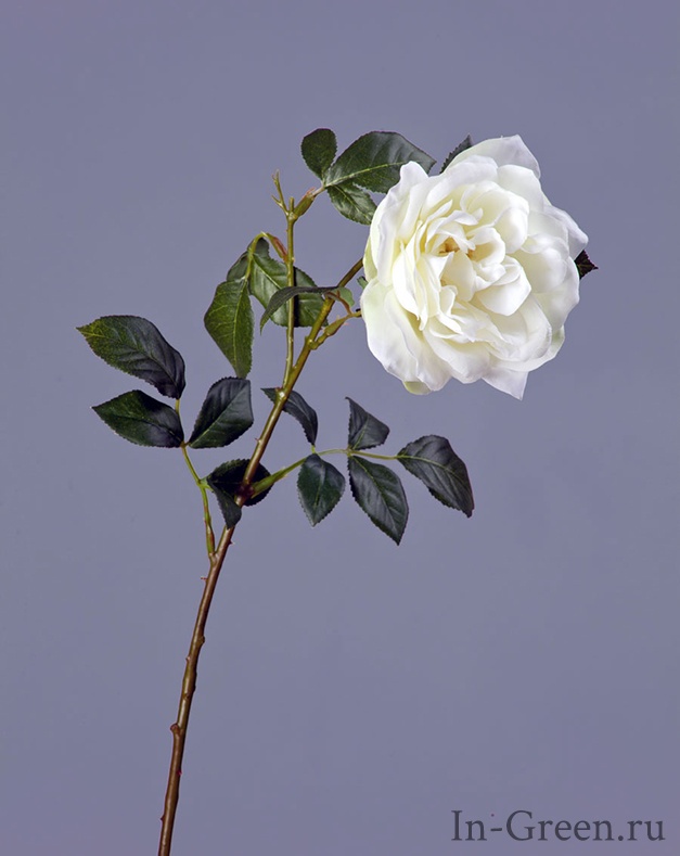 Роза Эльфе белая садовая | 56 см