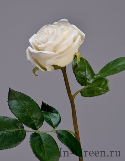 Роза Флоринбунда белая | 34 см