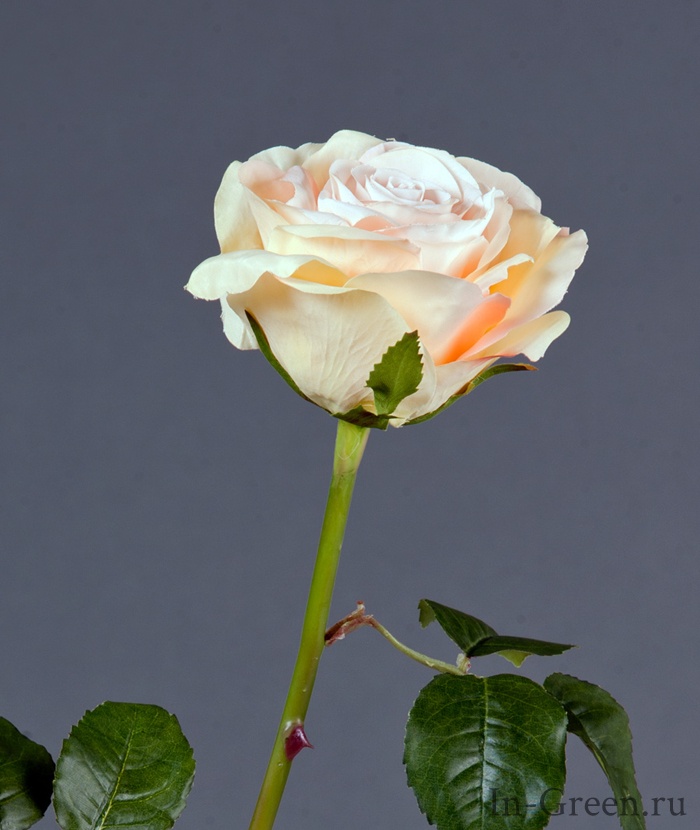 Роза Верди нежно-персиковая с нежно-розовым | 58 см
