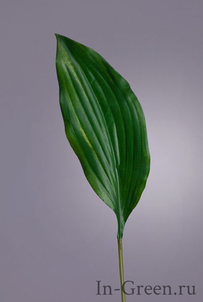 Хосты лист тёмно-зелёный | 47 см