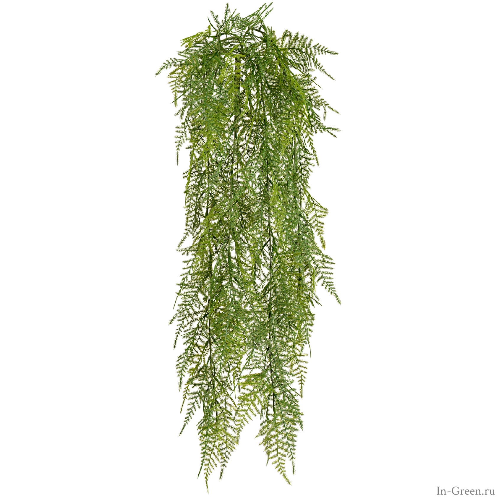 Аспарагус зелёный куст ампельный | 65 см