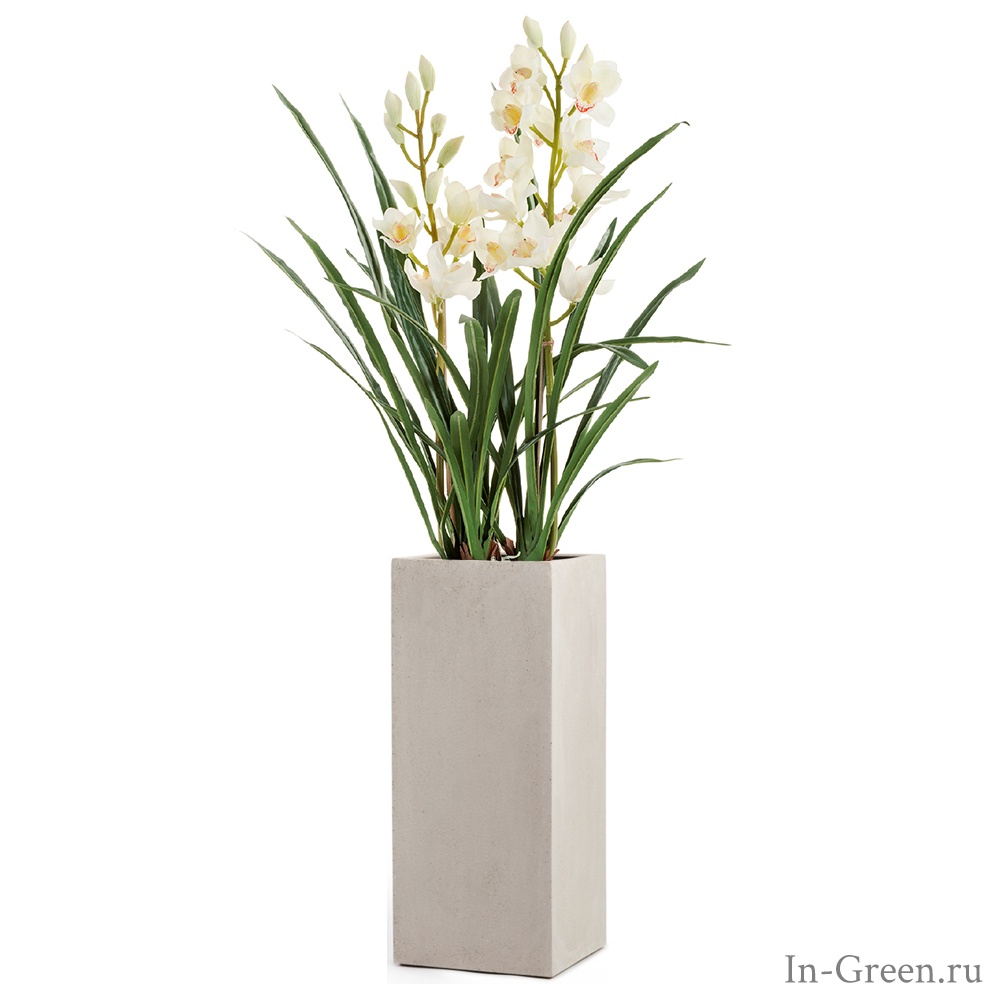Орхидея Цимбидиум белая 2 ветки в высоком кашпо белый песок | 140 см