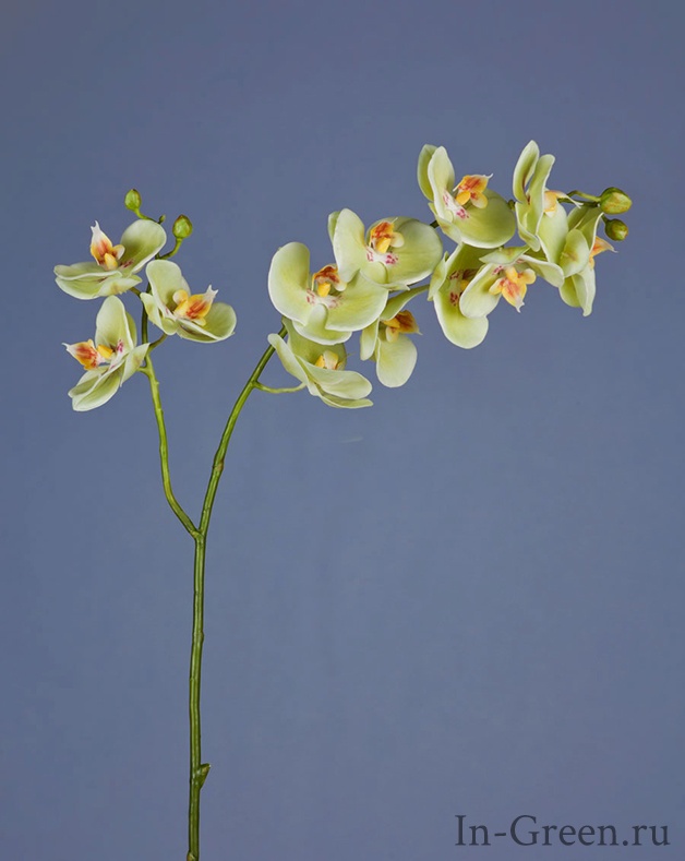 Орхидея  Фаленопсис  (sensitive botanic) светло-лаймовая двойная | 88 см