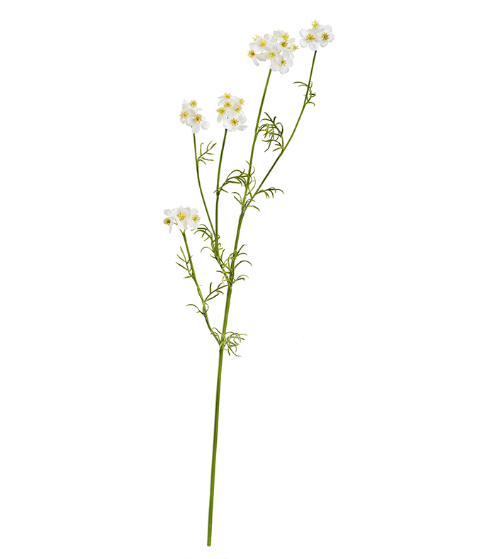 Ранункулюс полевой белый | 71 см
