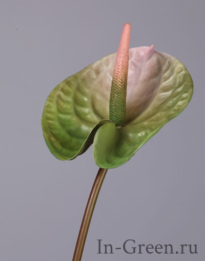 Антуриум Андрэ зелёный с розовым | 70 см