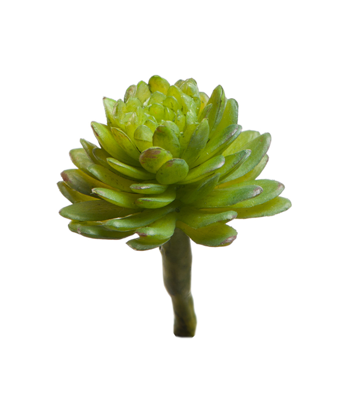 Суккулент  Эхеверия Даренберга светло-зелёная | 2,5 см