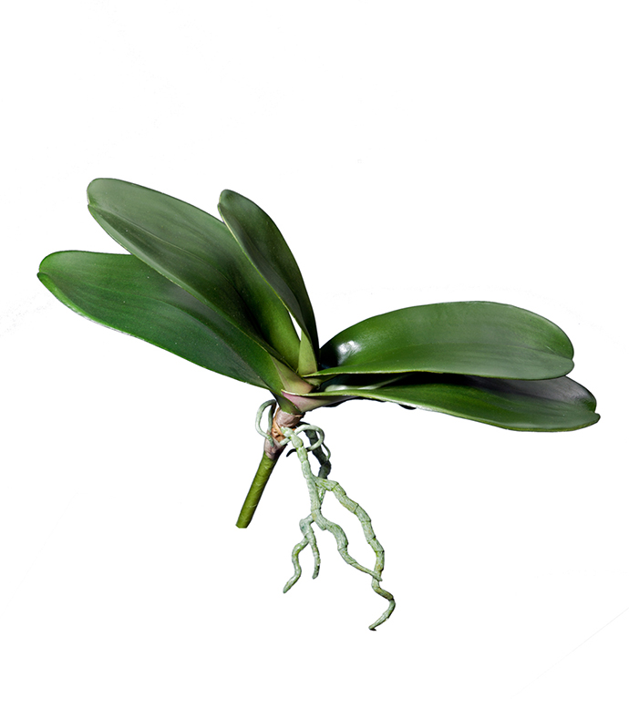 Орхидеи Фаленопсис листья  большие | 28 см