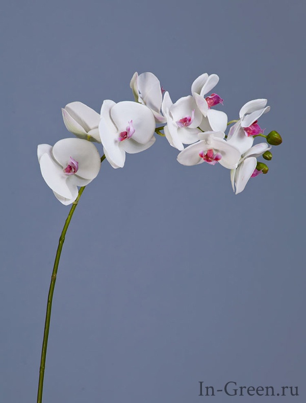 Орхидея  Фаленопсис  (sensitive botanic)  белая с розовым | 74 см