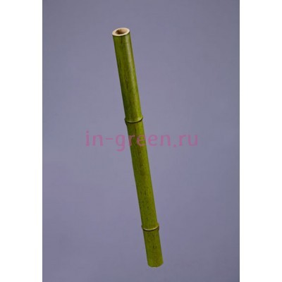 Стебель Бамбука   полый светло-зелёный толстый | 60 см