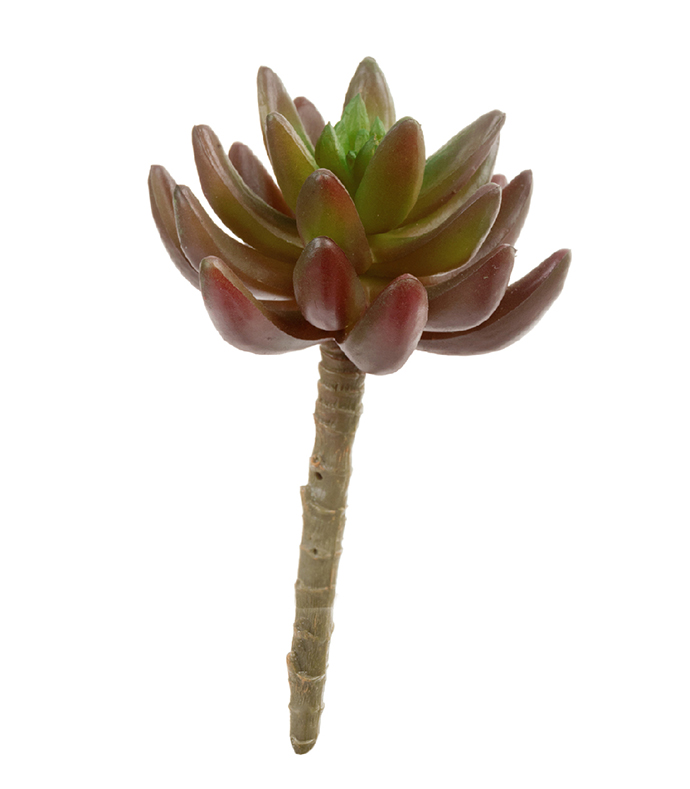 Суккулент Синокрассула бордово-зелёная | 5 см