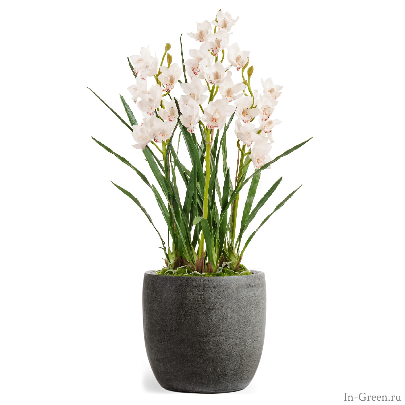 Орхидея Цимбидиум куст (sensitive botanic) в кашпо тёмно-серый камень | 115 см