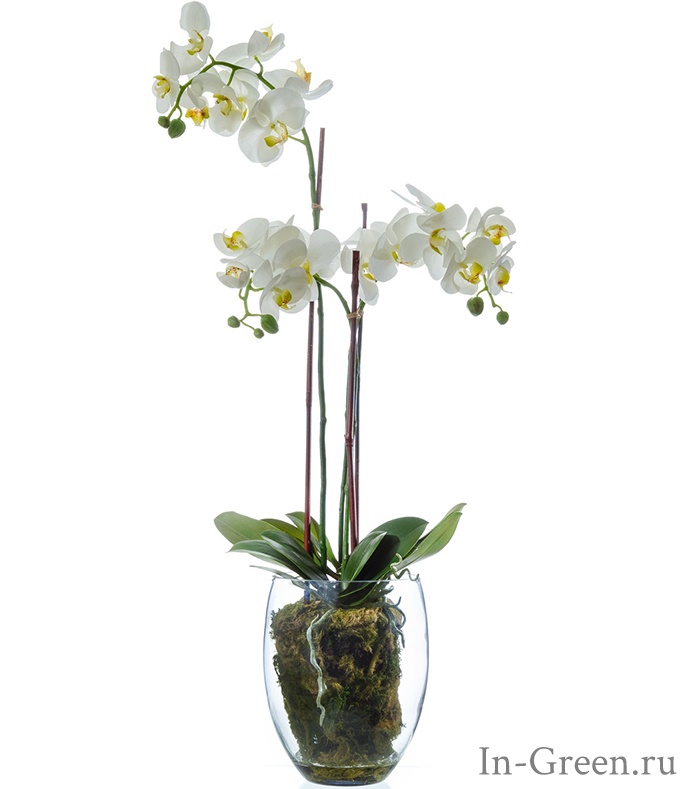 Орхидея Фаленопсис (sensitive botanic) белая в стеклянной вазе | 85 см