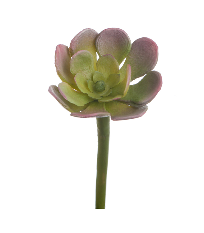 Суккулент  Эониум Декорум зелёно-розовый | 2 см