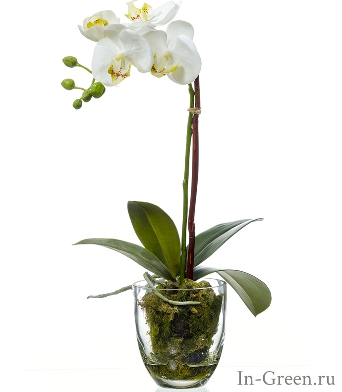 Орхидея Фаленопсис белая (sensitive botanic) в стеклянной вазе | 40 см