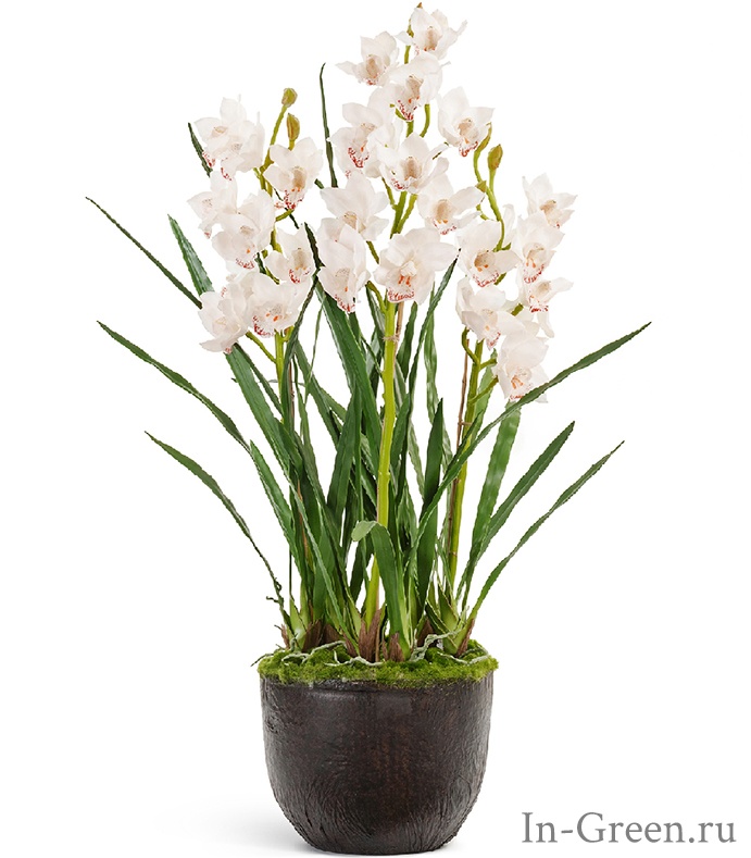 Орхидея Цимбидиум куст (sensitive botanic) белый в торфе | 115 см