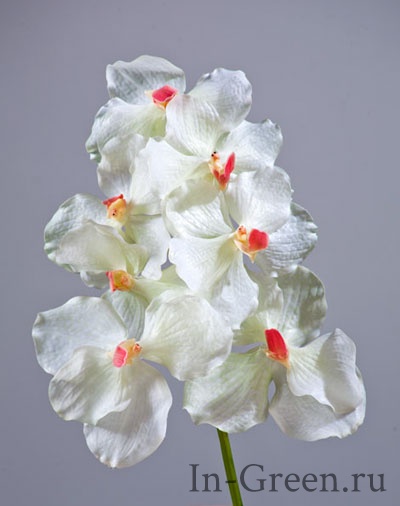 Орхидея  Ванда белая  (sensitive botanic) с розовой сердцевинкой | 36 см