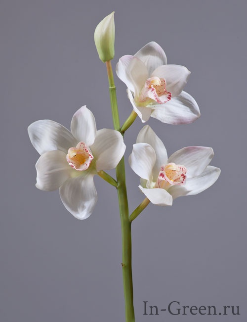  Орхидея Цимбидиум  (sensitive botanic)  белая | 50 см