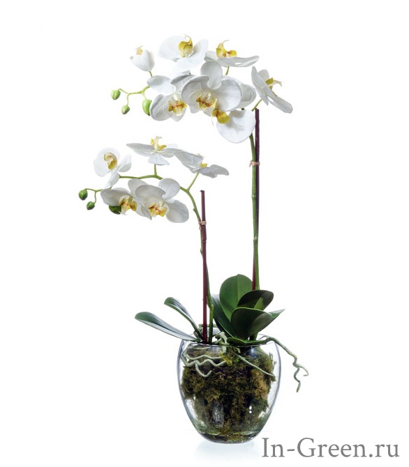 Орхидея Фаленопсис (sensitive botanic) белая в стеклянной вазе | 60 см