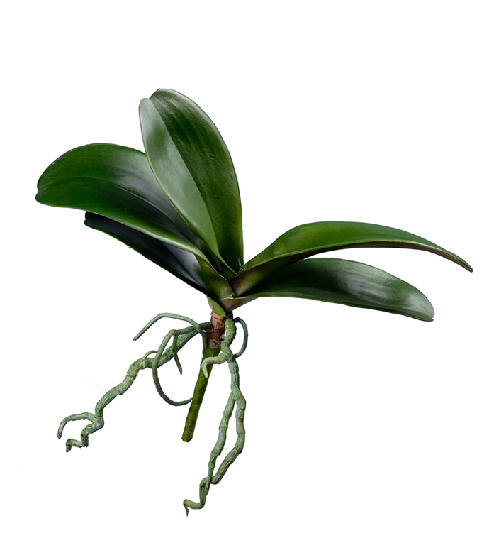 Орхидеи Фаленопсис листья большие | 25 см