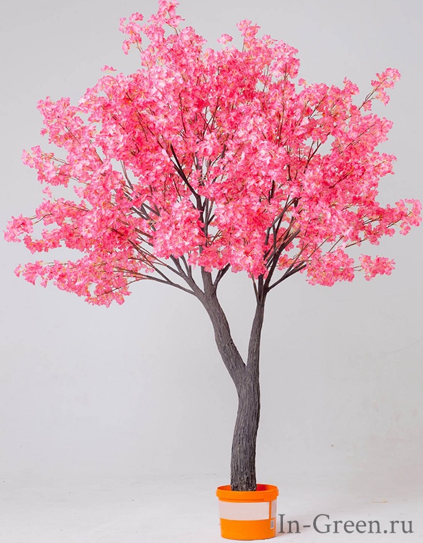 Вишня Японская розовая | 250 см