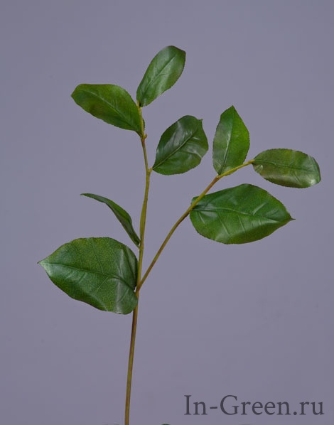 Салала ветвь   с зелёными листьями | 40 см