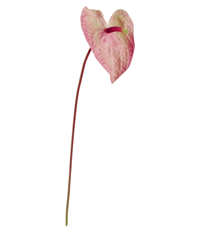 Антуриум нежно-розовый с зелёным | 56 см