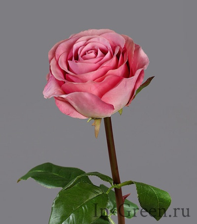 Роза Соло Нью большая розовая | 72 см