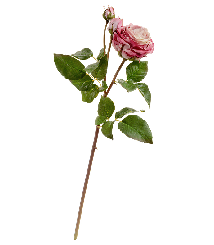 Роза  Дэвид Остин ветвь пудрово-розовая | 50 см