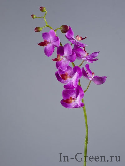 Орхидея Фаленопсис  (sensitive botanic)  фиолетовая | 70 см