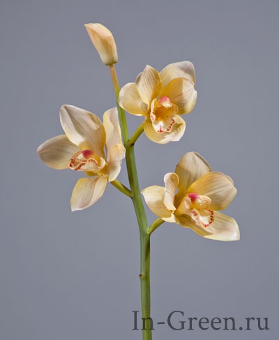 Орхидея Цимбидиум (sensitive botanic) нежно-золотистая | 50 см