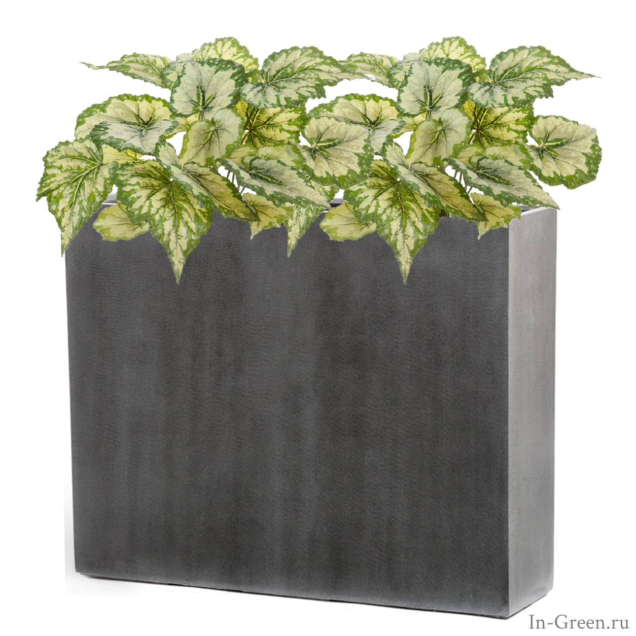 Бегония светло-зеленая крупнолистная (sensitive botanic) в высоком кашпо тёмно-серый бетон | 110 см