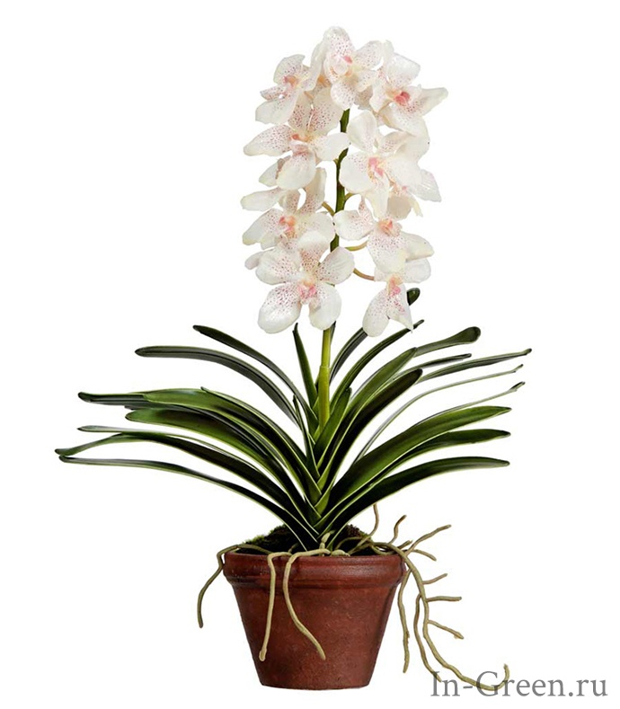 Орхидея Ванда  кремовая с крапинкой (sensitive botanic) в кашпо | 52 см
