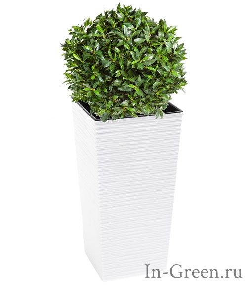 Лавр Шар в белом кашпо (6 цветов) | 100 см