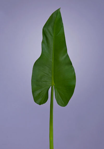 Каллы лист  (sensitive botanic)  | 59 см