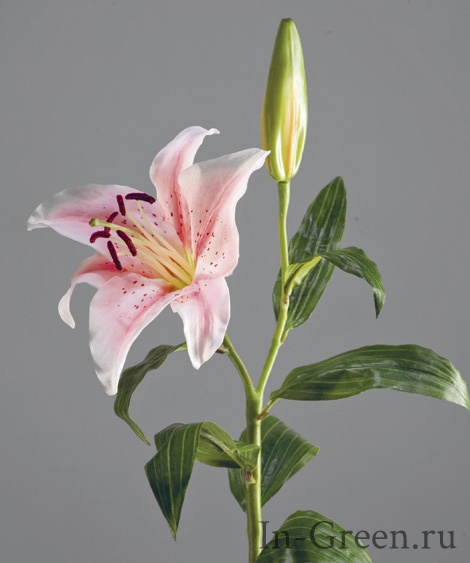 Лилия  бело-розовая | 63 см
