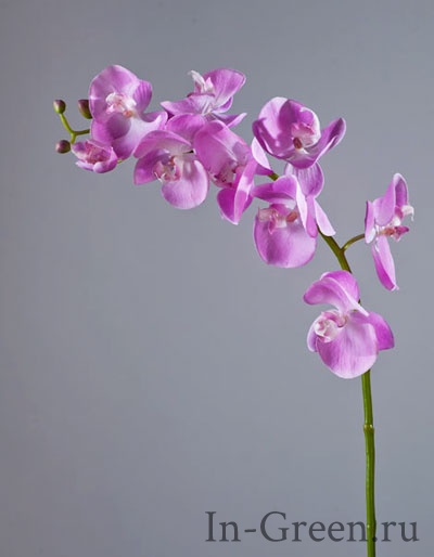 Орхидея  Фаленопсис мидл  (sensitive botanic) розово-белая | 76 см