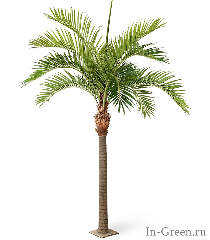 Пальма Финиковая Гигантская, от 420 до 480 см