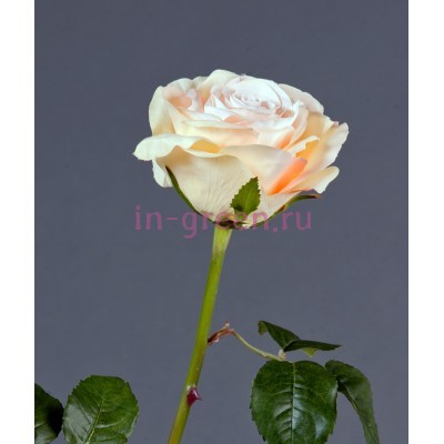 Роза Верди  нежно-персиковая с розовым  | 58 см