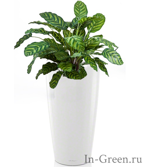 Калатея зеленая в белом кашпо Lechuza (7 цветов) | 110 см