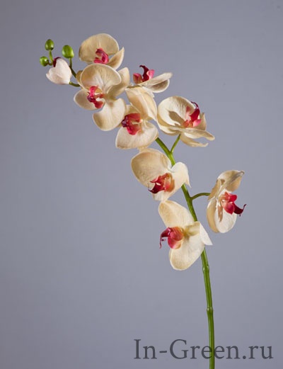 Орхидея Фаленопсис мидл  (sensitive botanic) золотистая с бордо | 76 см