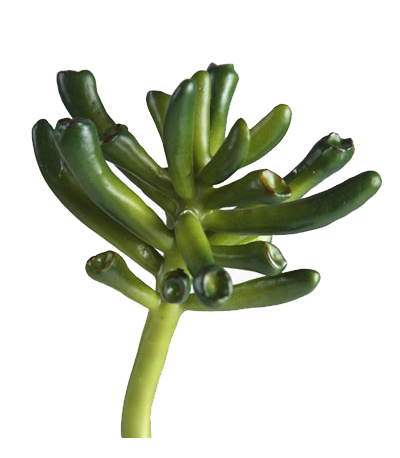 Суккулент Крассула Хоббит зелёная | 7,5 см
