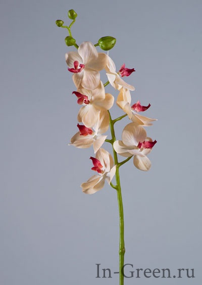 Орхидея Фаленопсис  (sensitive botanic)  золотистая с бордо | 70 см