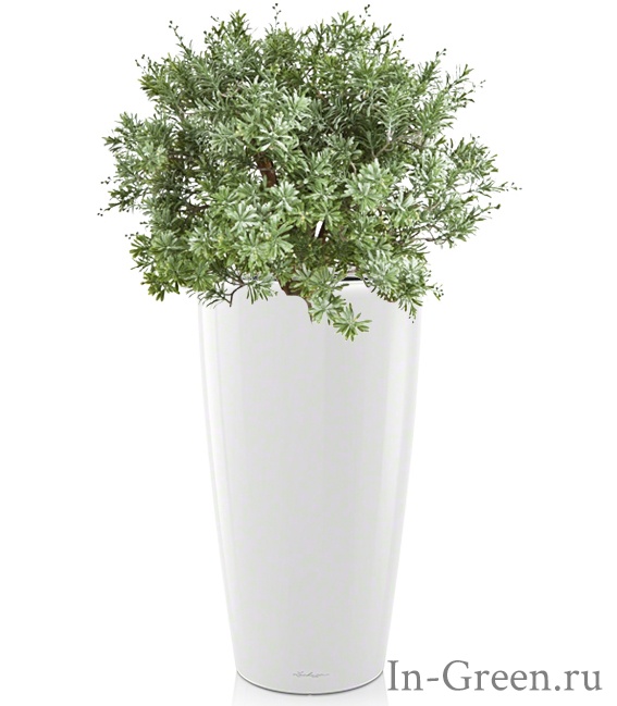 Кроссостефиум искусственный уличный Миллер Шар в белом кашпо Lechuza (7 цветов) | 100 см