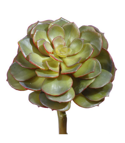 Суккулент  Эхеверия зелёная розетка | 6 см