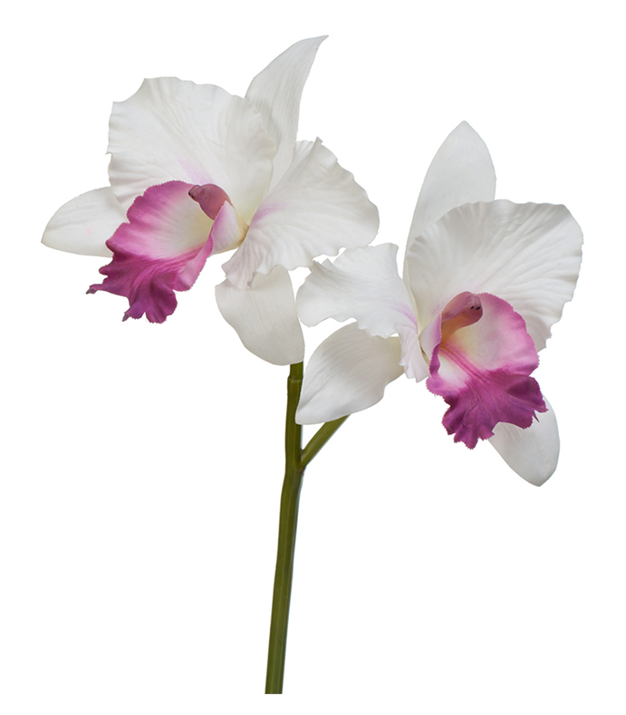 Орхидея  Каттлея  (sensitive botanic) белая с тёмно-розовым язычком | 29 см
