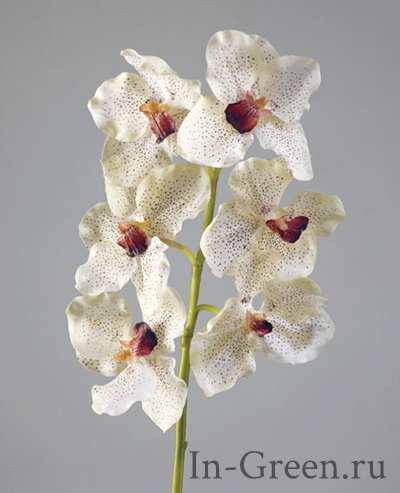  Орхидея  Ванда крем с крапинками бордо | 56 см