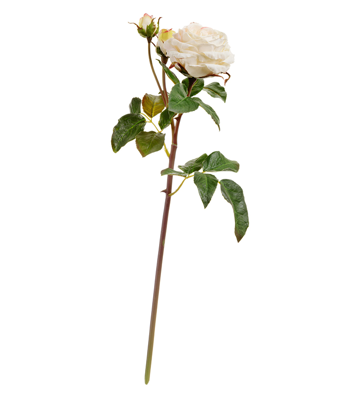 Роза  Дэвид Остин ветвь бело-ванильная | 50 см