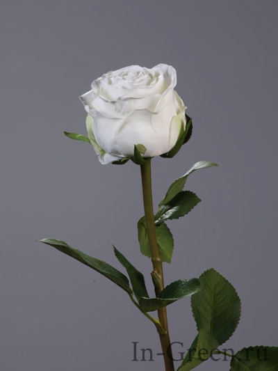 Роза Эсперанса белая | 49 см