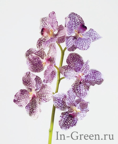Орхидея  Ванда бело-фиолетовая | 56 см